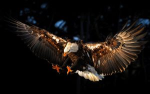 Eagle_attacks