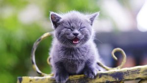 HD-wallpaper-laughing-kitten-smile-kitten-kitty-cat