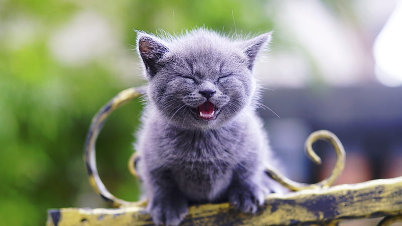 HD-wallpaper-laughing-kitten-smile-kitten-kitty-cat